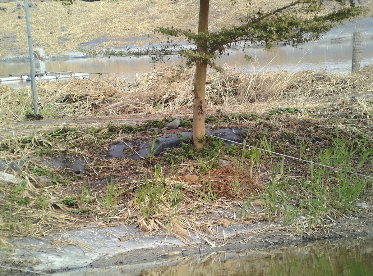 Eurasian Collared-Dove - ML628490561