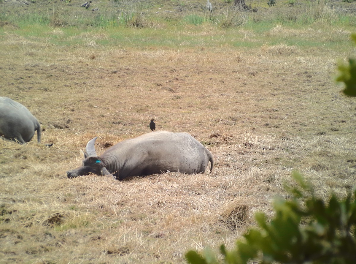 Great Myna - ML628490577