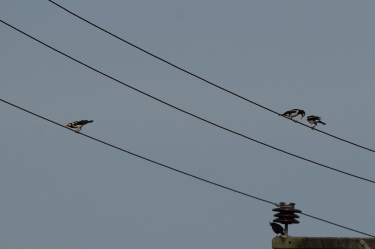 Siamese Pied Starling - ML628490583