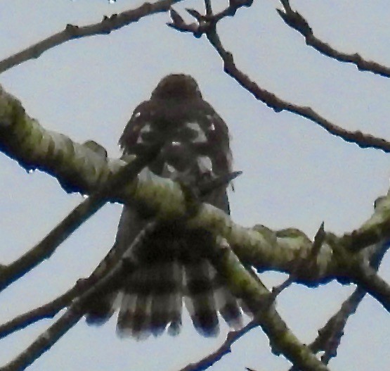 Sharp-shinned Hawk - ML628490590