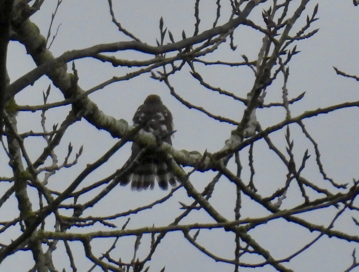 Sharp-shinned Hawk - ML628490591