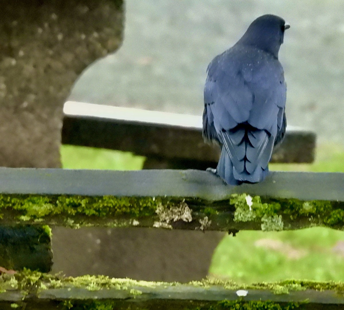 American Crow - ML628490610