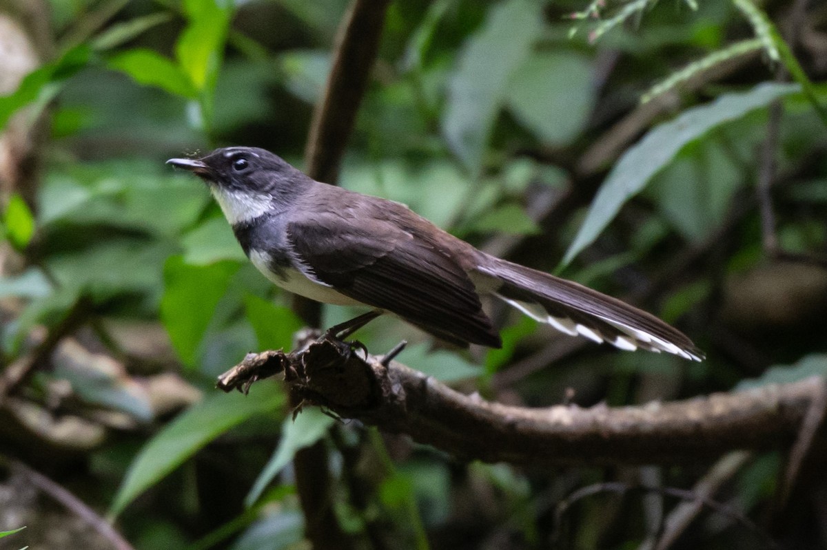 Malaysian Pied-Fantail - ML628490625