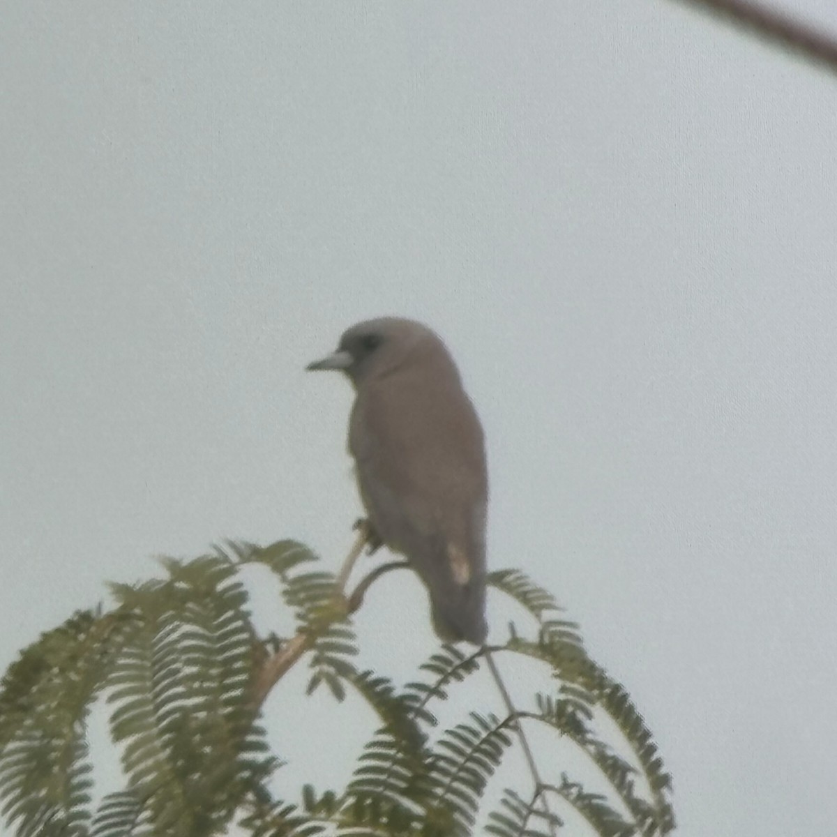 Ashy Woodswallow - ML628490748