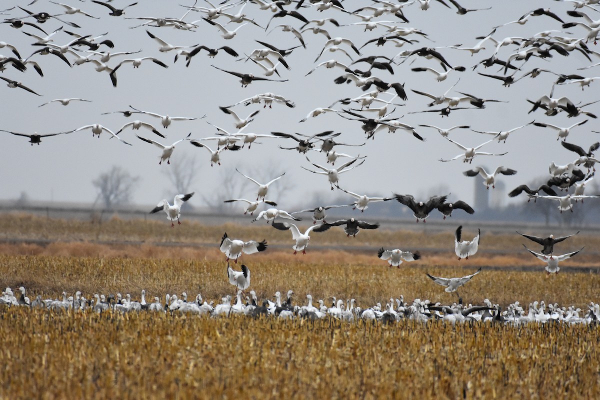 Snow Goose - ML628490951