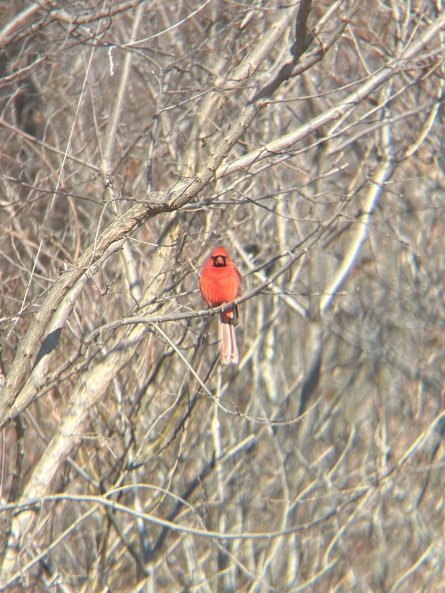 Cardinal rouge - ML628491195