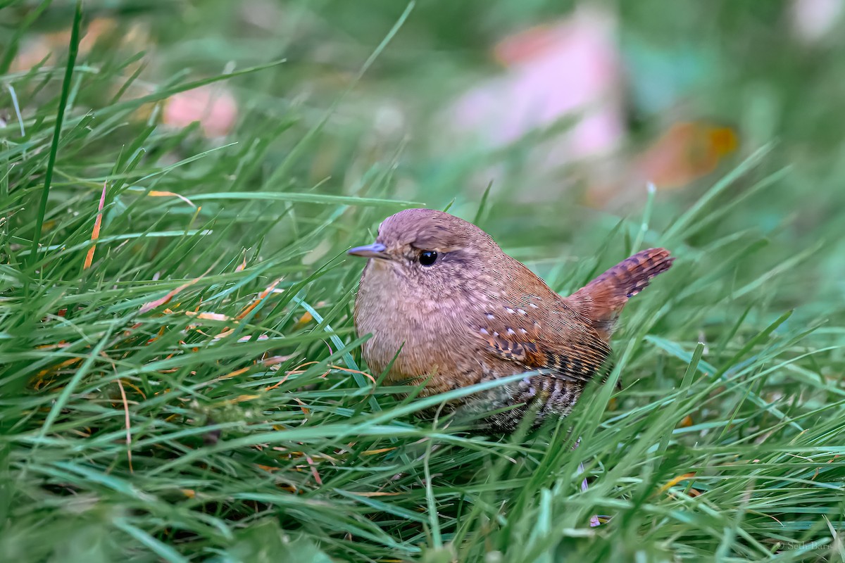 Winter Wren - ML628491272