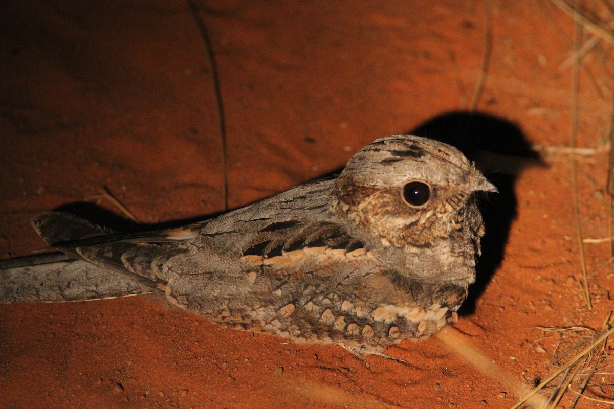 Rufous-cheeked Nightjar - ML628491282