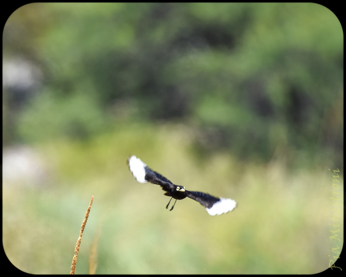 Spectacled Tyrant - ML628491375