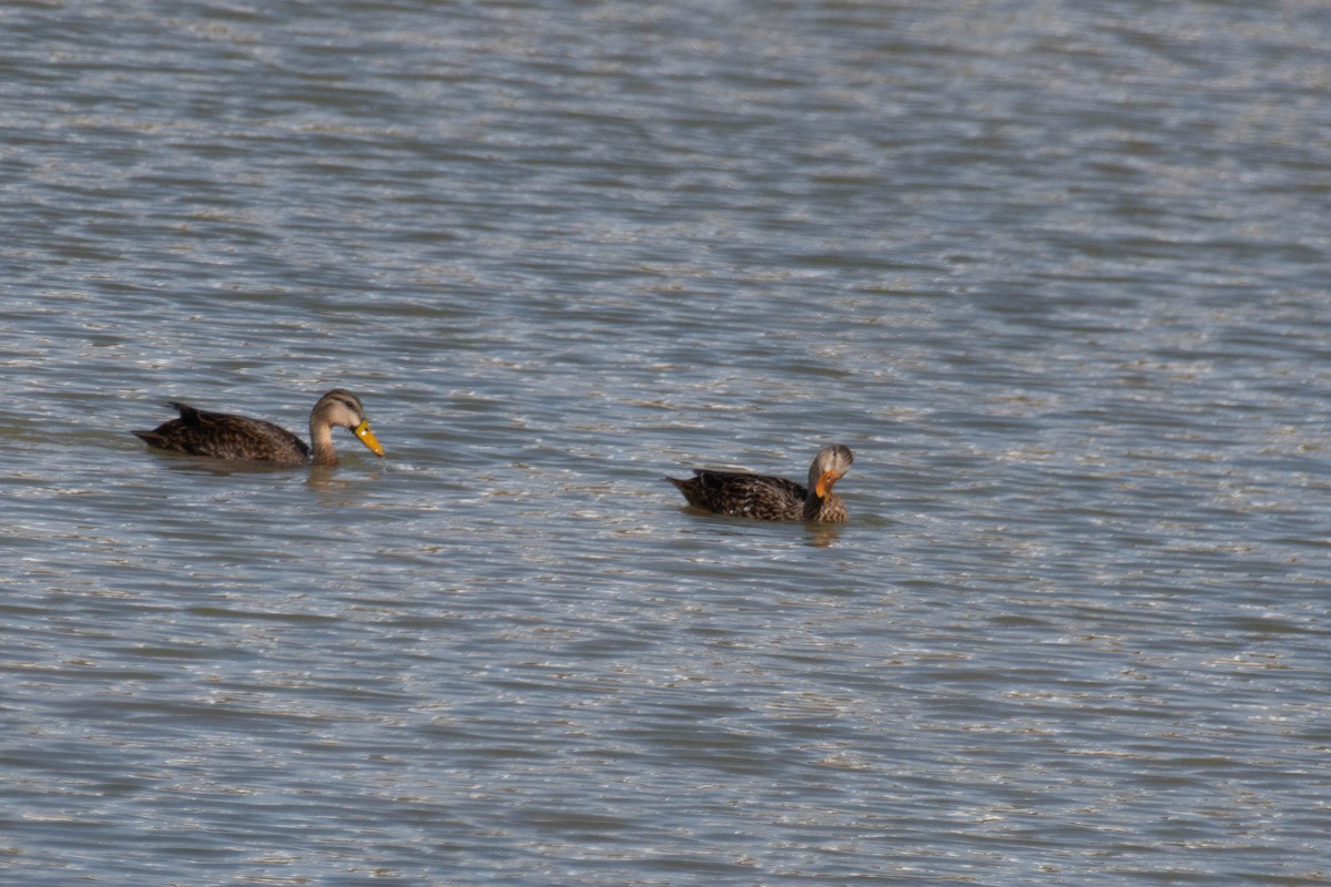 Mottled Duck - ML628491424
