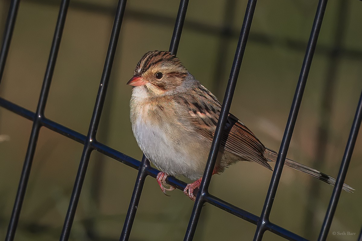 Clay-colored Sparrow - ML628491448