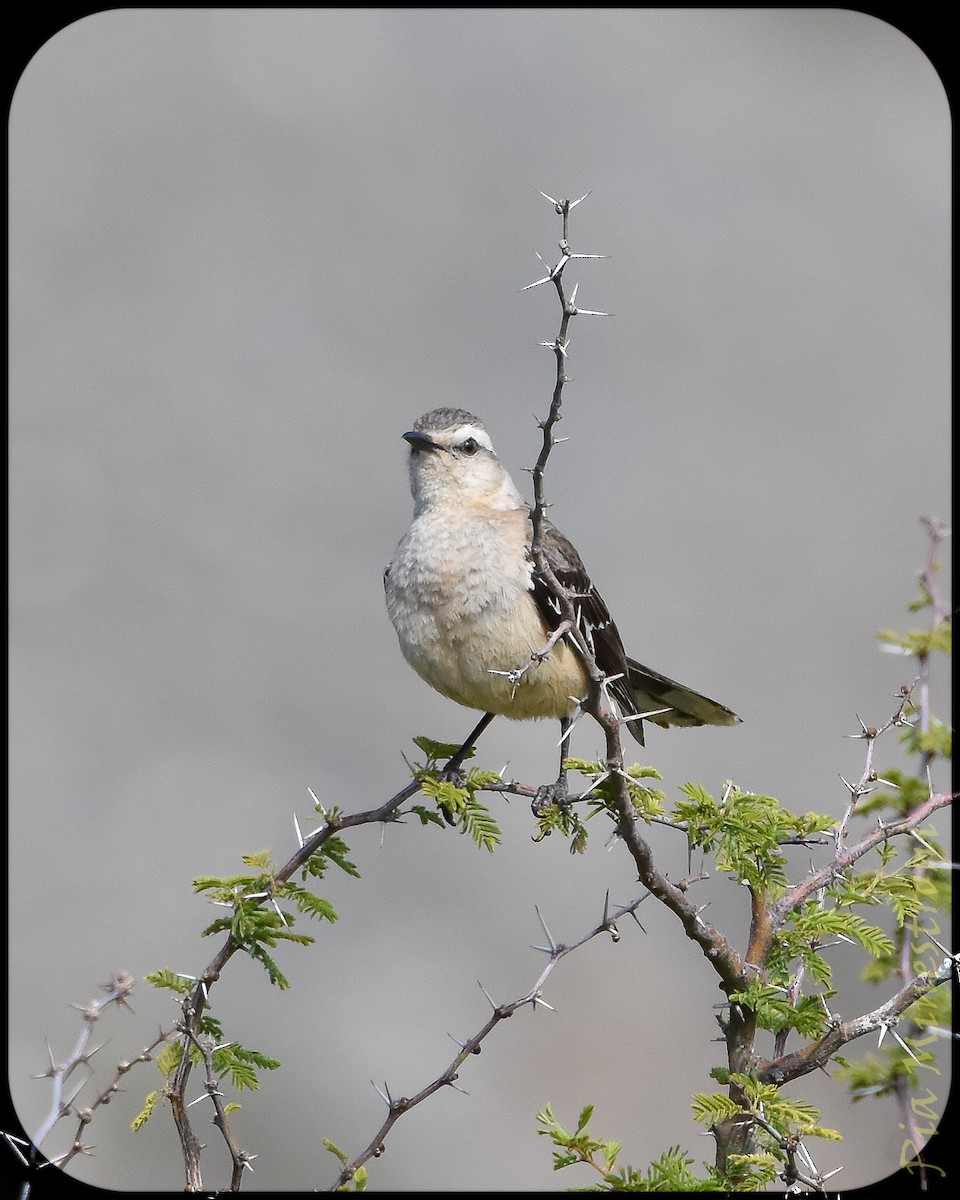 Patagonian Mockingbird - ML628491460