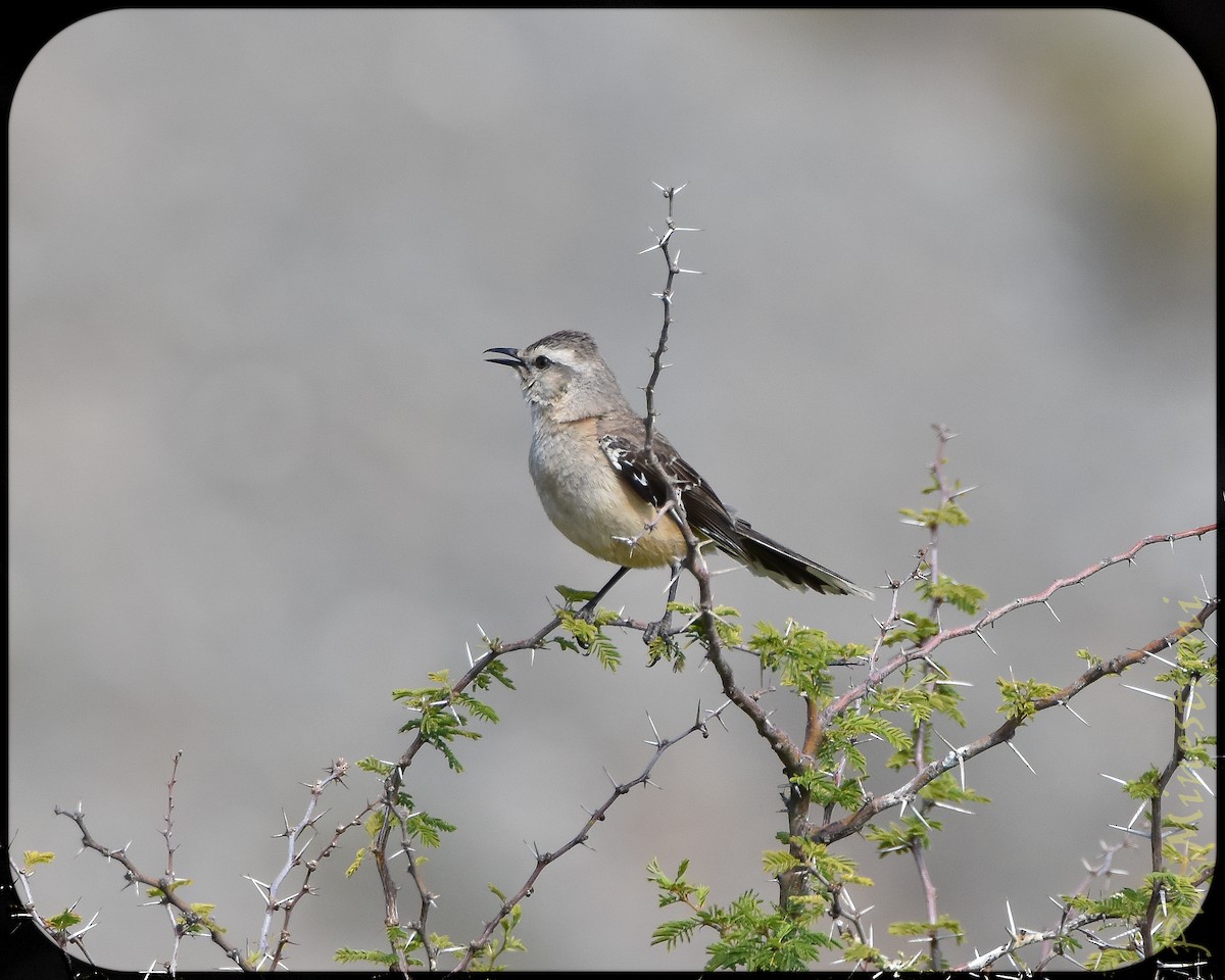 Patagonian Mockingbird - ML628491461