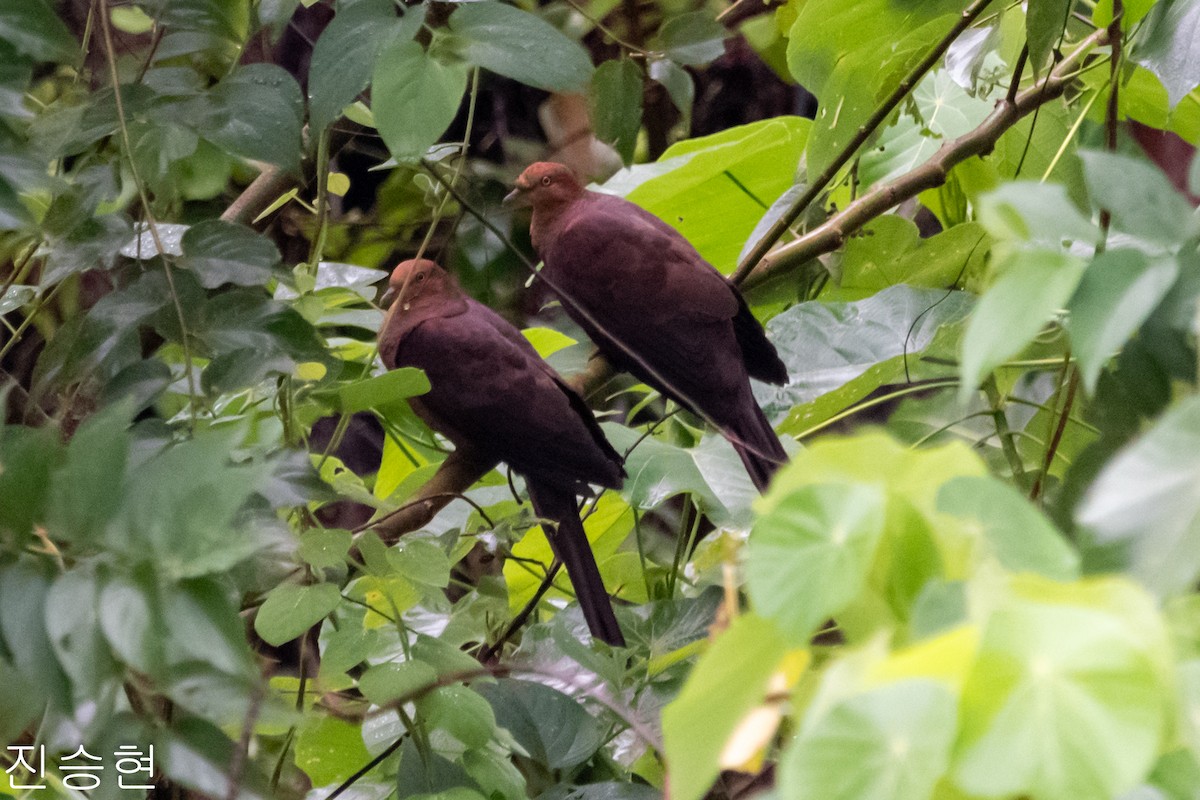 Palawan Cuckoo-Dove (undescribed form) - Jin Seunghyun