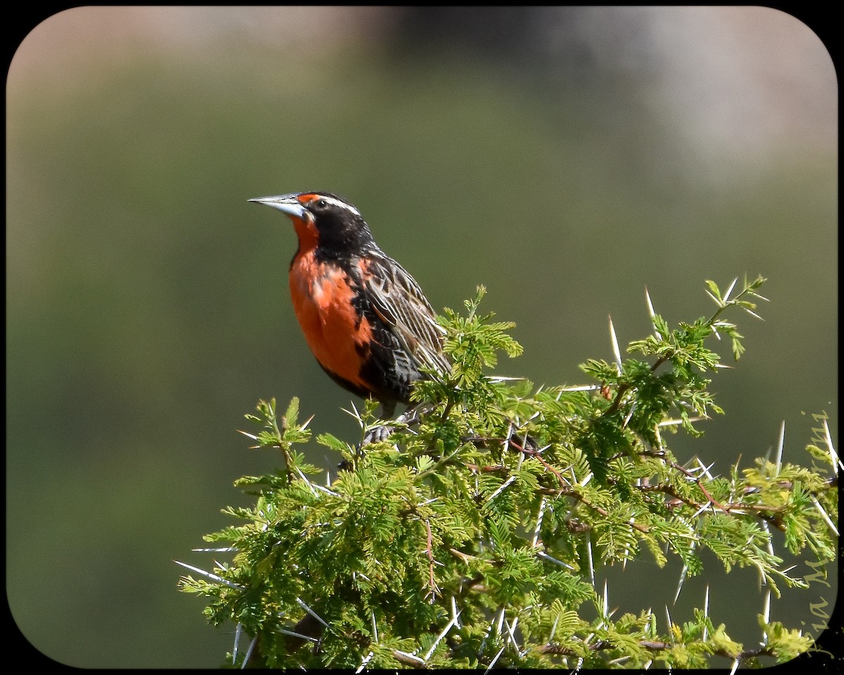 Long-tailed Meadowlark - ML628491518