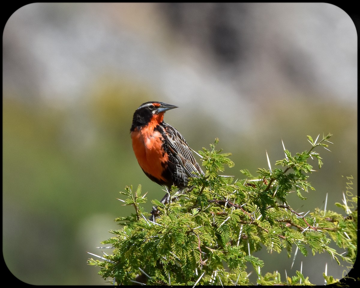Long-tailed Meadowlark - ML628491519