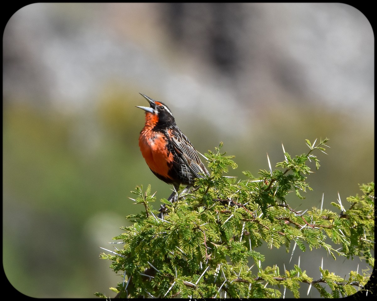 Long-tailed Meadowlark - ML628491521