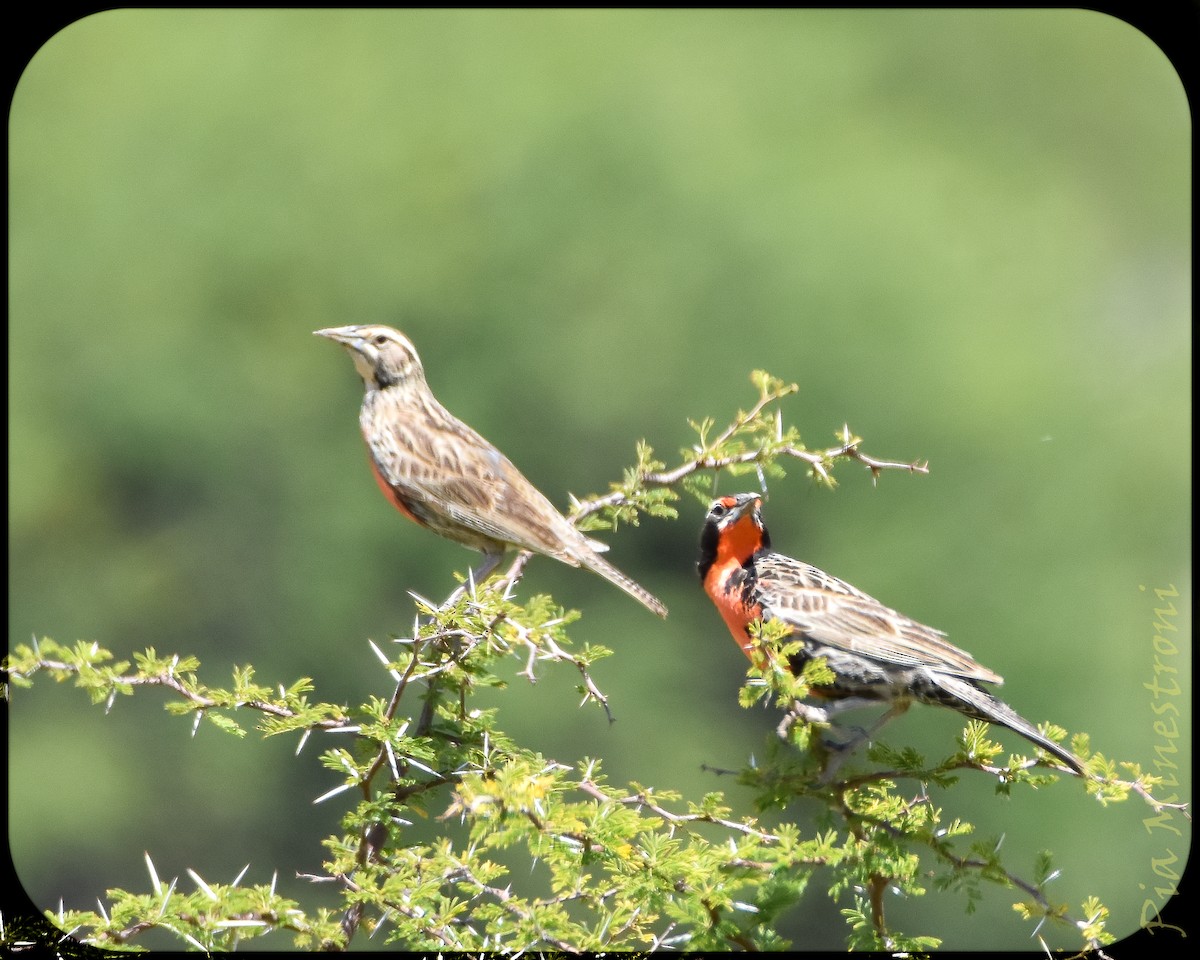 Long-tailed Meadowlark - ML628491522