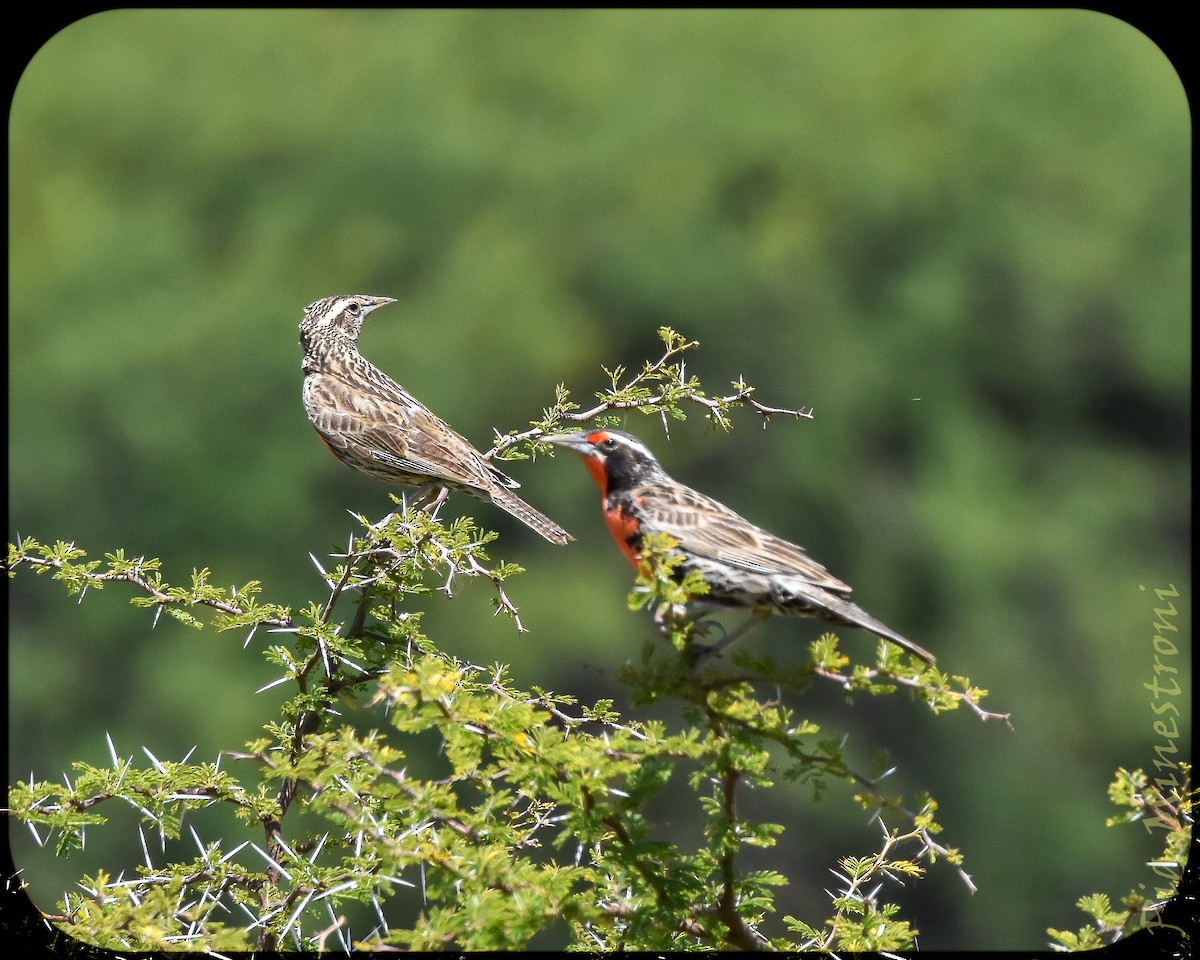 Long-tailed Meadowlark - ML628491523