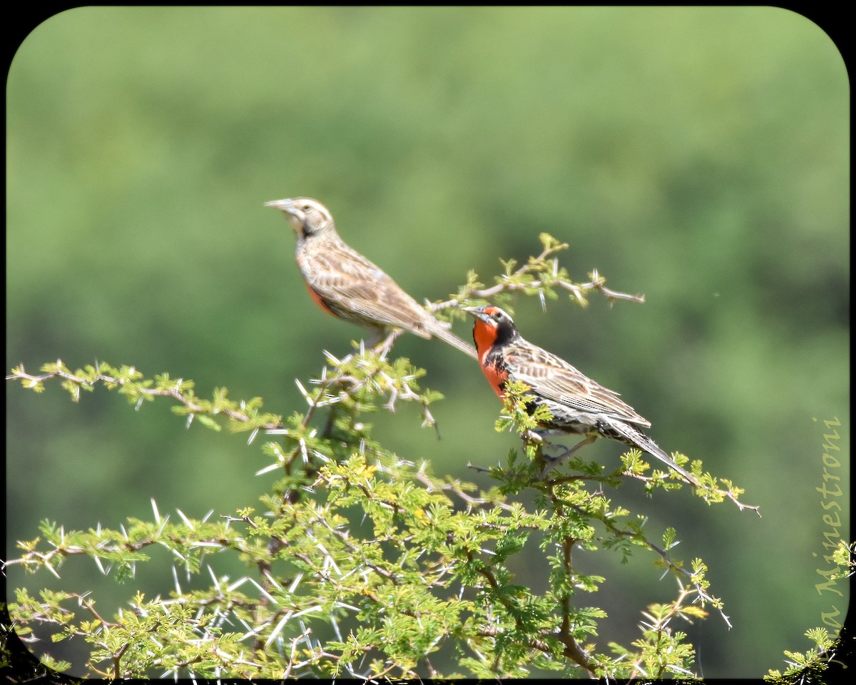 Long-tailed Meadowlark - ML628491524
