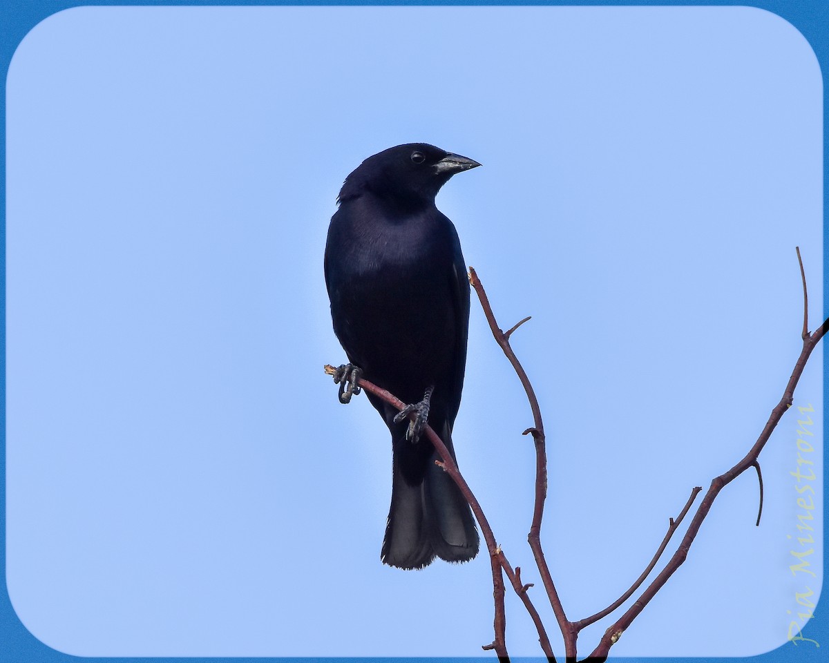 Shiny Cowbird - ML628491531