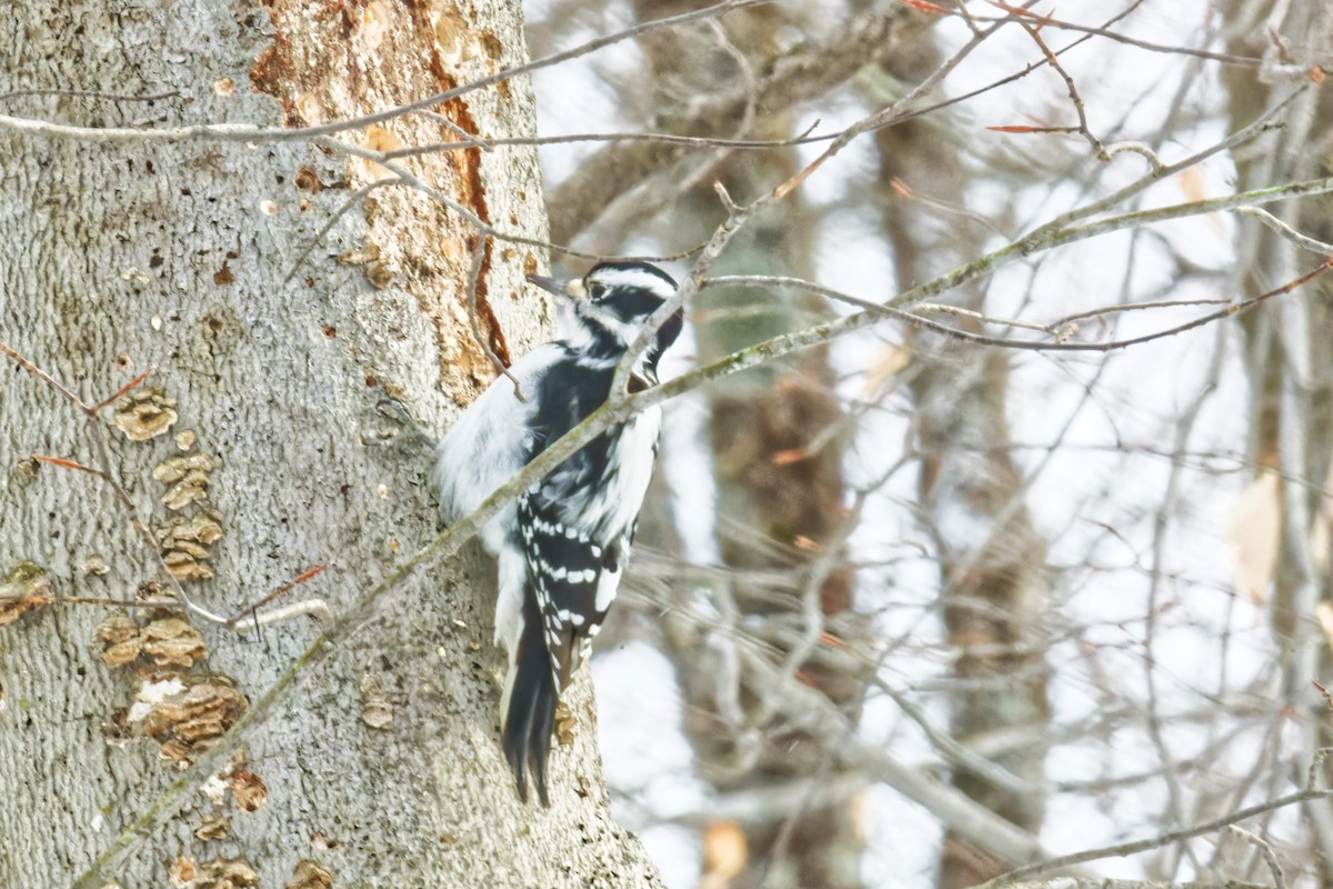 Hairy Woodpecker - ML628491549