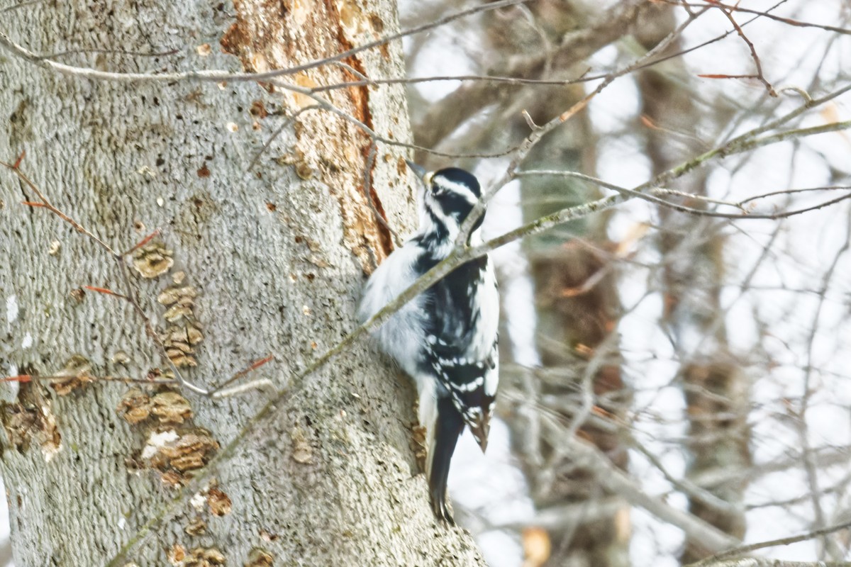 Hairy Woodpecker - ML628491550