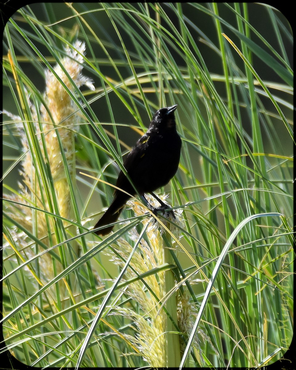 Yellow-winged Blackbird - ML628491614