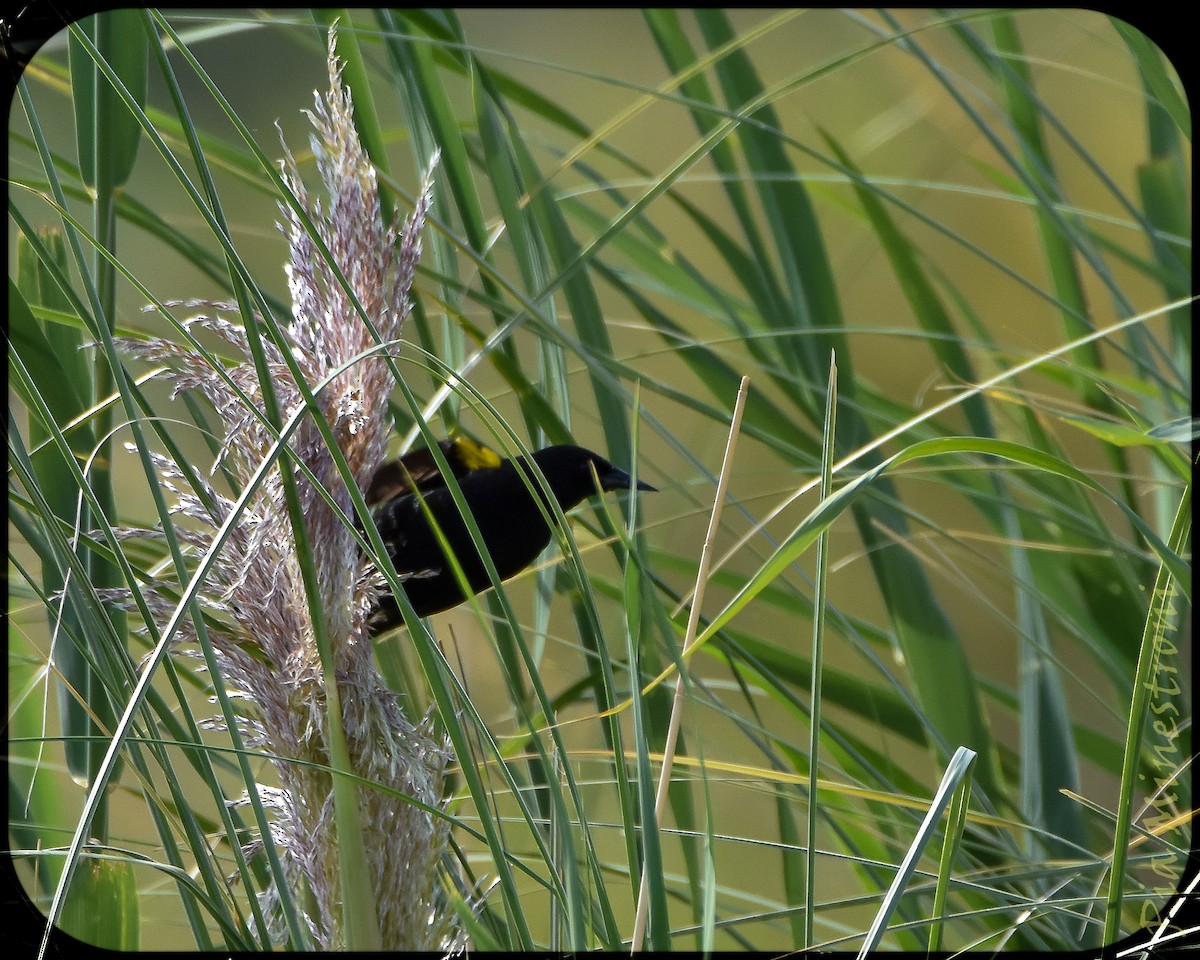 Yellow-winged Blackbird - ML628491615