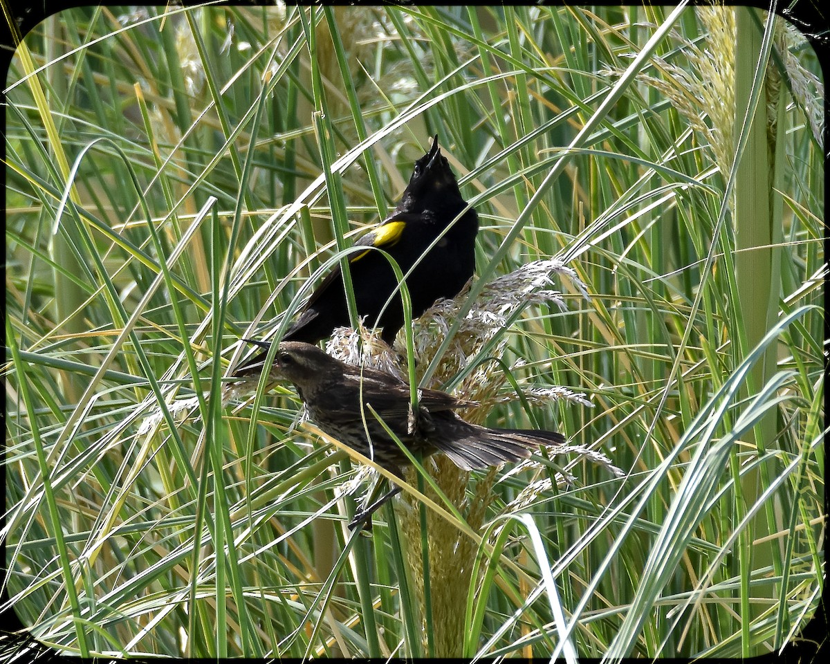 Yellow-winged Blackbird - ML628491618