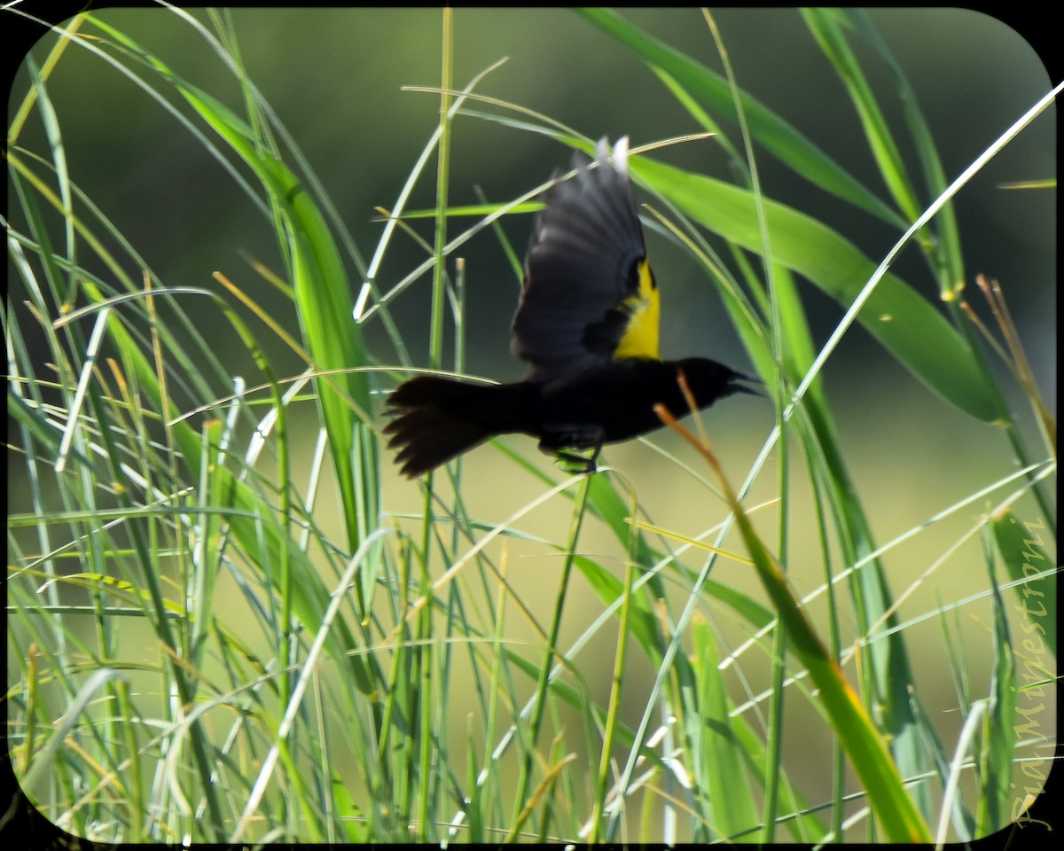 Yellow-winged Blackbird - ML628491621