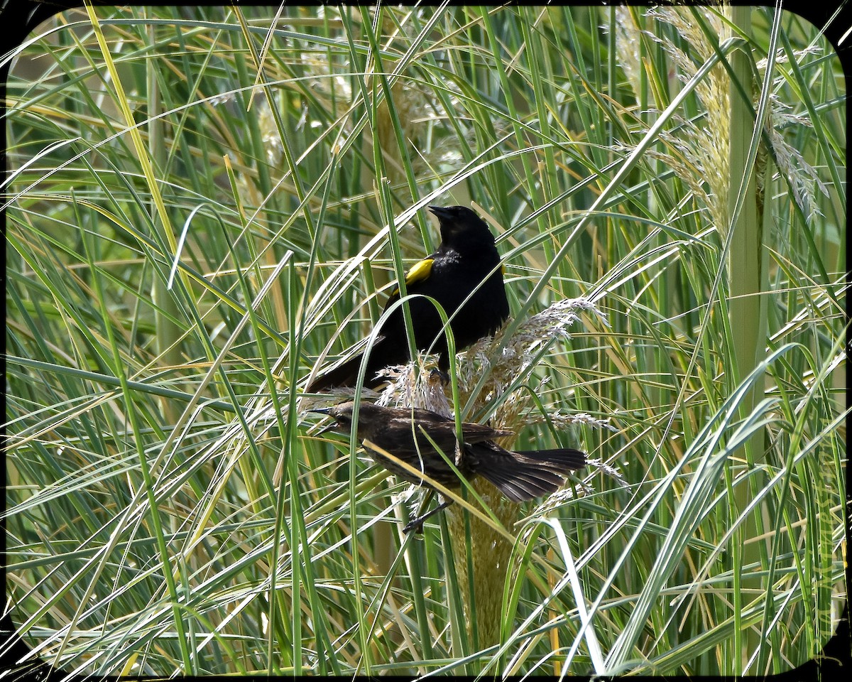Yellow-winged Blackbird - ML628491622