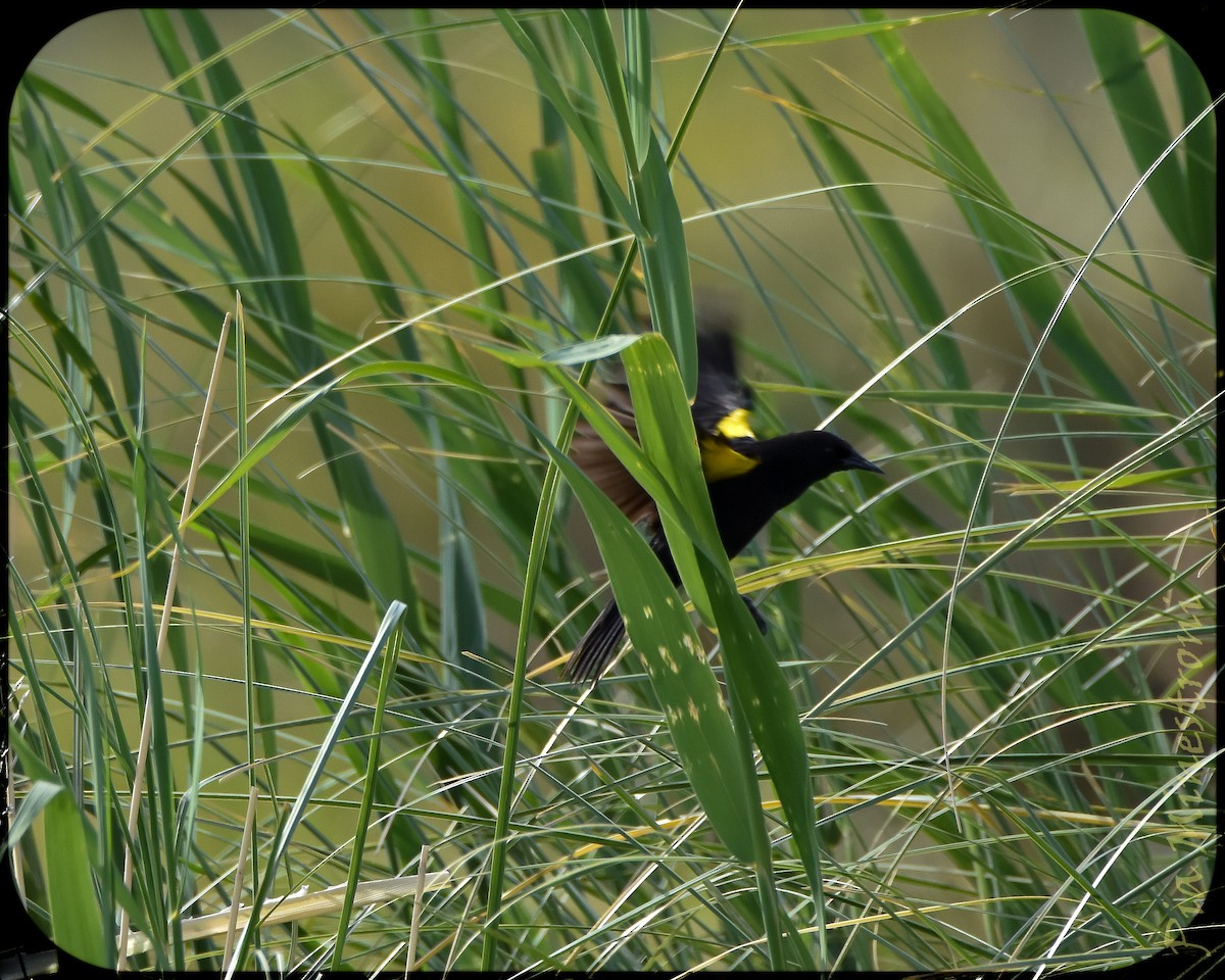 Yellow-winged Blackbird - ML628491623