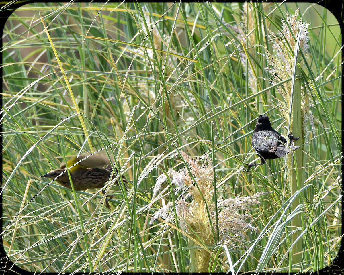 Yellow-winged Blackbird - ML628491625