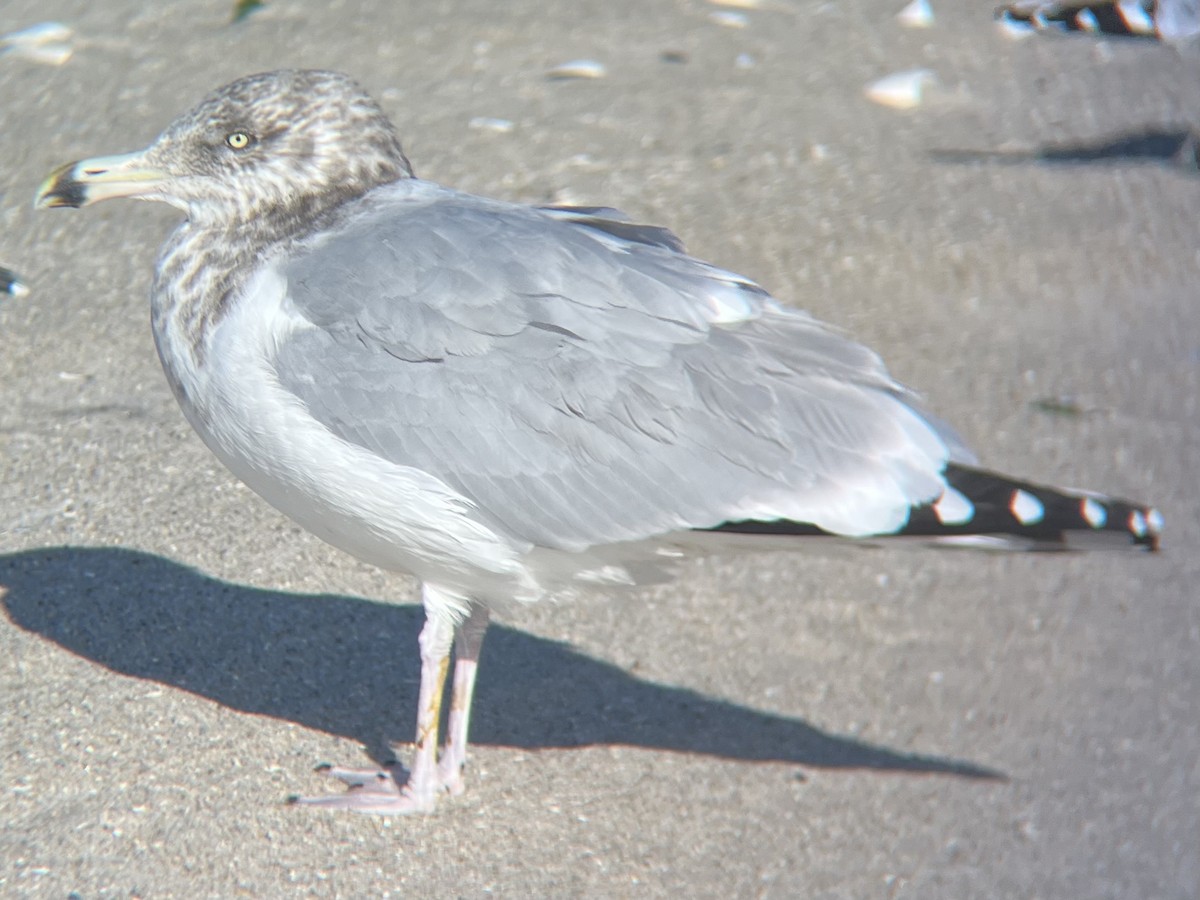 American Herring Gull - ML628491649