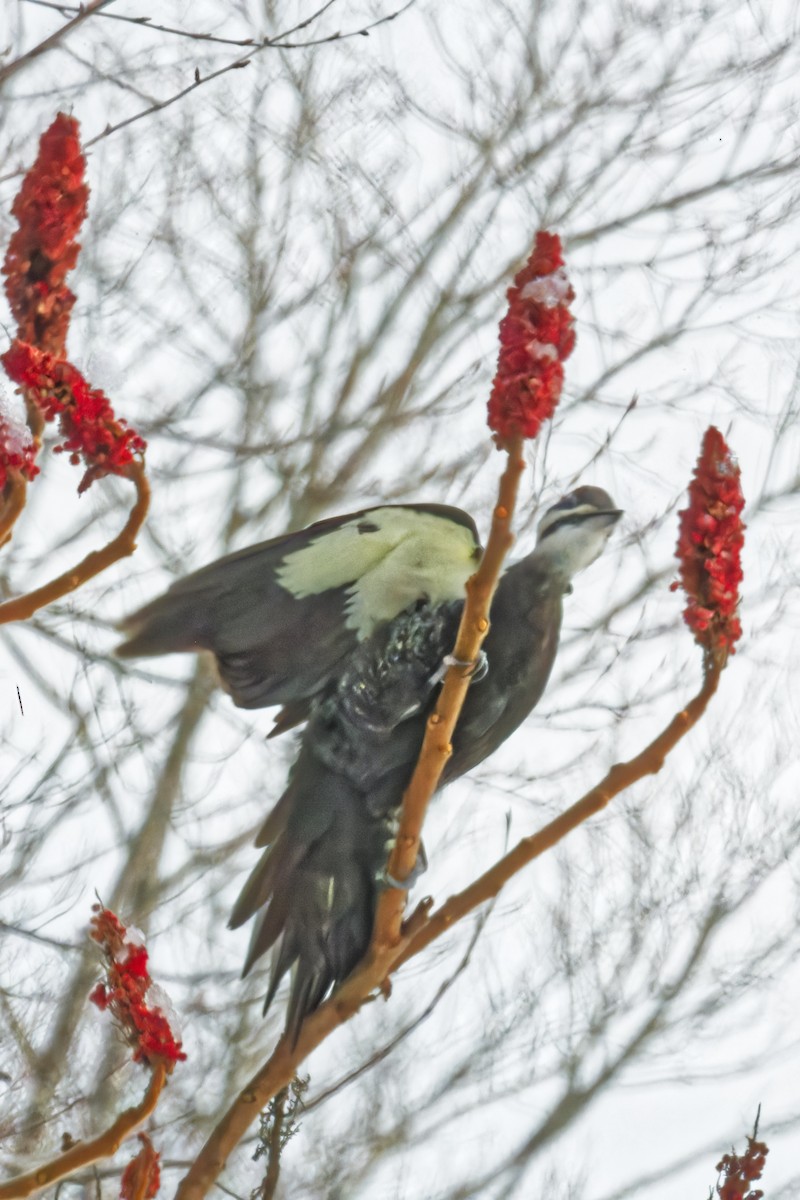 Pileated Woodpecker - ML628491753