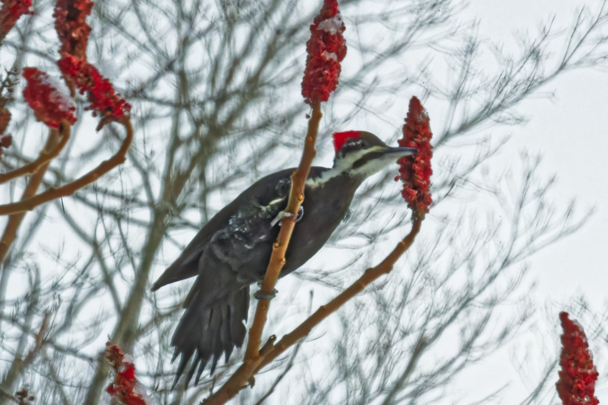 Pileated Woodpecker - ML628491754