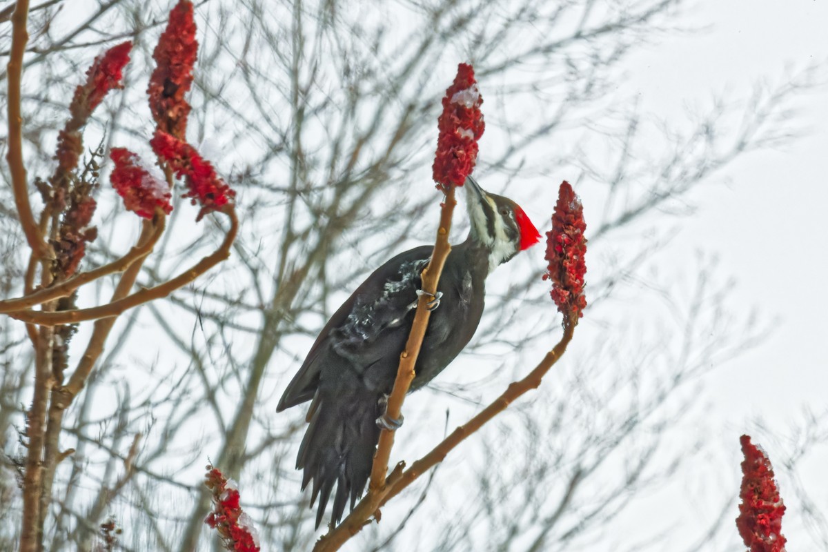 Pileated Woodpecker - ML628491755