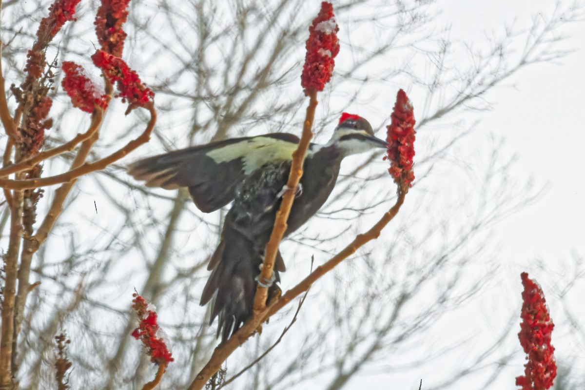 Pileated Woodpecker - ML628491756