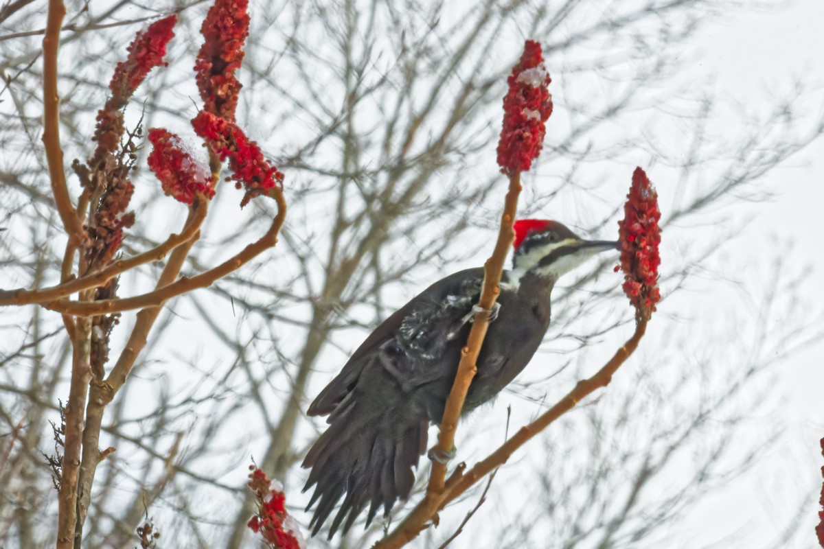 Pileated Woodpecker - ML628491757