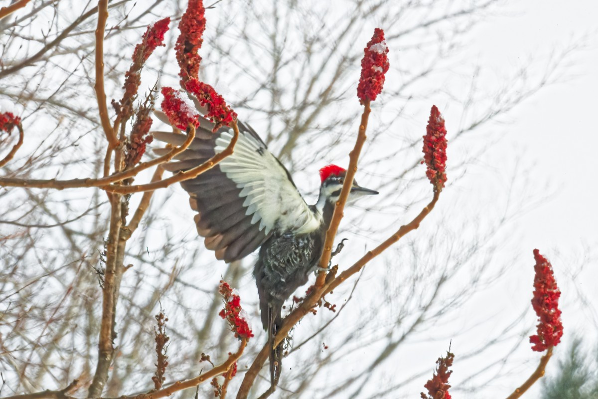 Pileated Woodpecker - ML628491758