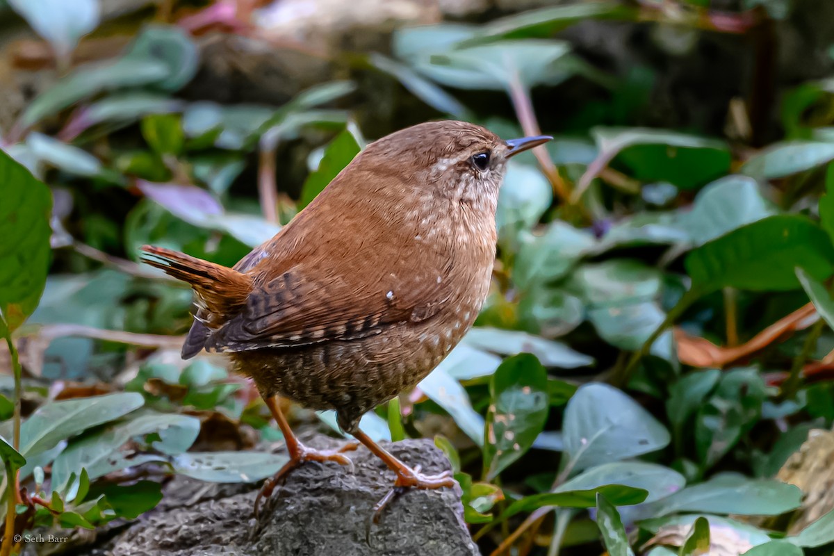 Winter Wren - ML628491796