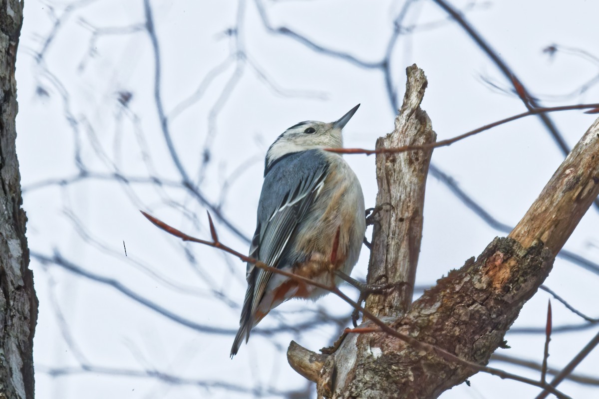 White-breasted Nuthatch - ML628491821