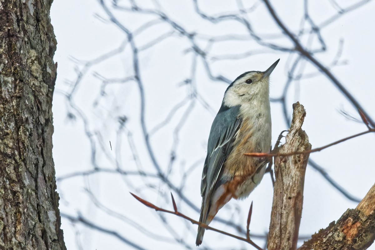 White-breasted Nuthatch - ML628491823