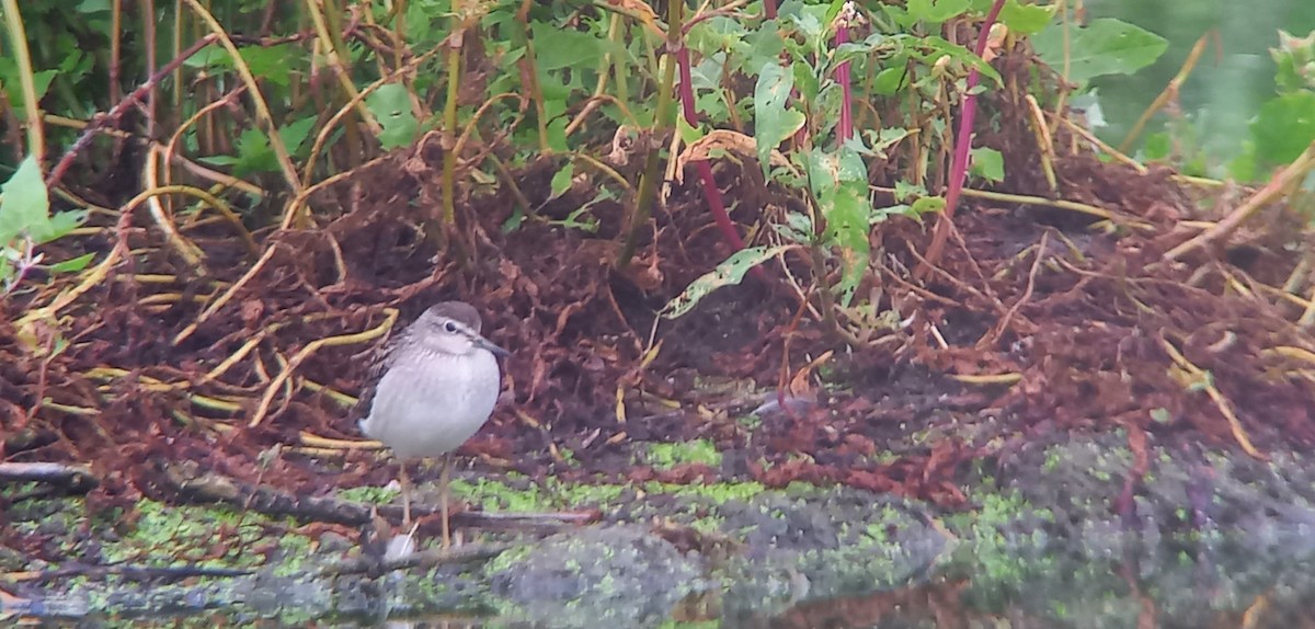 Wood Sandpiper - ML628491909
