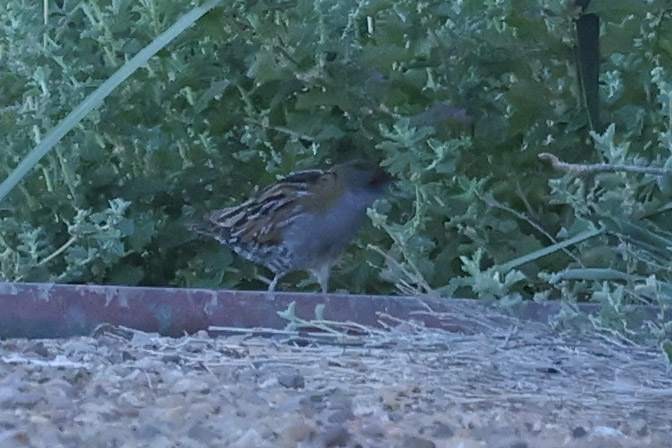 Baillon's Crake (Australasian) - ML628492266