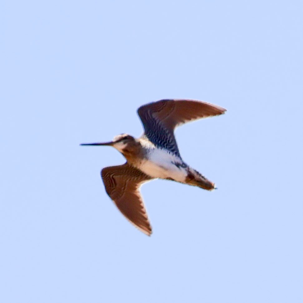 Latham's Snipe - ML628492327