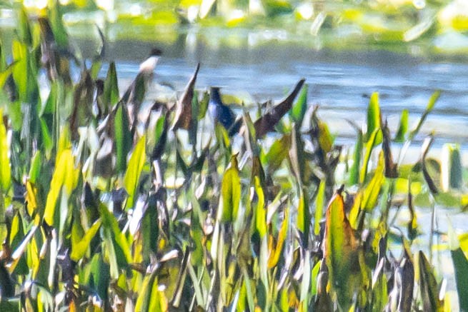 Purple Gallinule - ML628492403