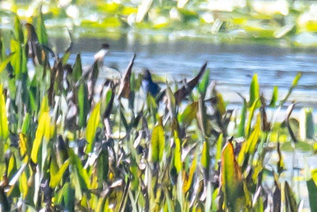 Purple Gallinule - ML628492404