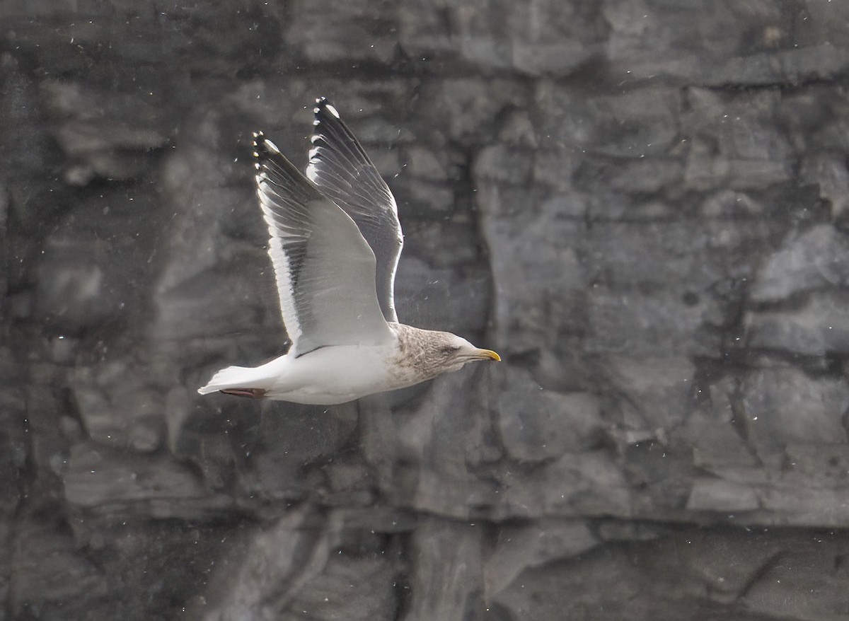 Slaty-backed Gull - ML628492589